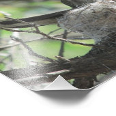 Hummingbird auf Nest Fotodruck (Ecke)