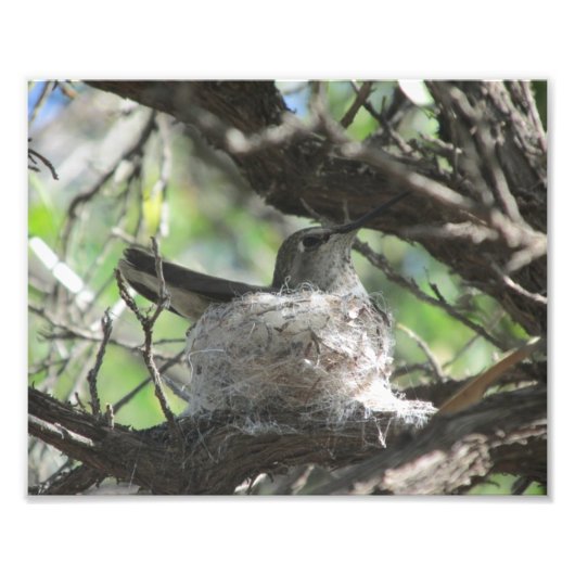 Hummingbird auf Nest Fotodruck (Vorne)