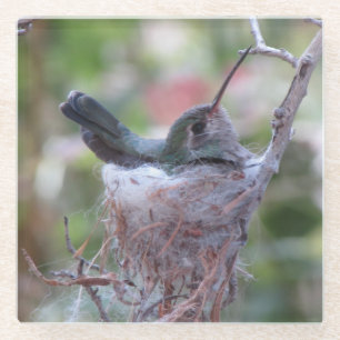 Hummingbird auf Nest Glasuntersetzer