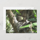 Hummingbird auf Nest Postkarte (Vorne/Hinten)