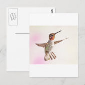Hummingbird auf rosa postkarte (Vorne/Hinten)