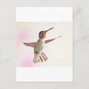 Hummingbird auf rosa postkarte