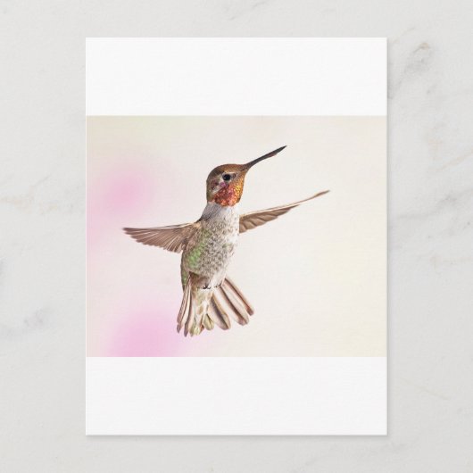 Hummingbird auf rosa postkarte (Vorderseite)