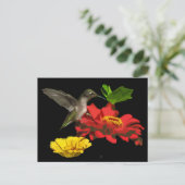 Hummingbird auf Zinnias Postkarte (Stehend Vorderseite)