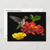 Hummingbird auf Zinnias Postkarte (Vorne/Hinten)
