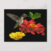 Hummingbird auf Zinnias Postkarte (Vorderseite)