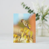 Hummingbird auf Zweig Postkarte (Stehend Vorderseite)