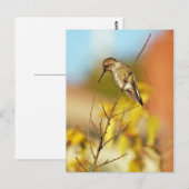 Hummingbird auf Zweig Postkarte (Vorne/Hinten)