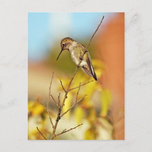 Hummingbird auf Zweig Postkarte (Vorderseite)