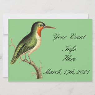 Hummingbird auf Zweig Thunder_Cove