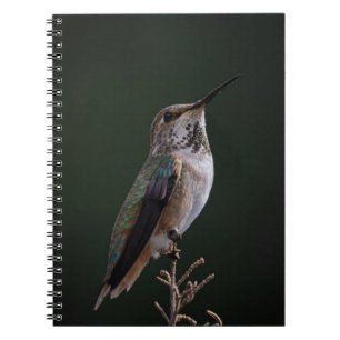 Hummingbird auf Zweig - Vogelfotografie Notizblock