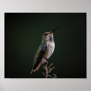 Hummingbird auf Zweig - Vogelfotografie Poster