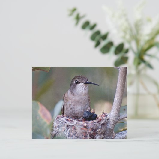 Hummingbird Babys 2 Postkarte (Stehend Vorderseite)