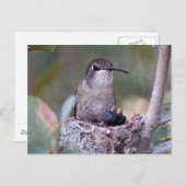 Hummingbird Babys 2 Postkarte (Vorne/Hinten)