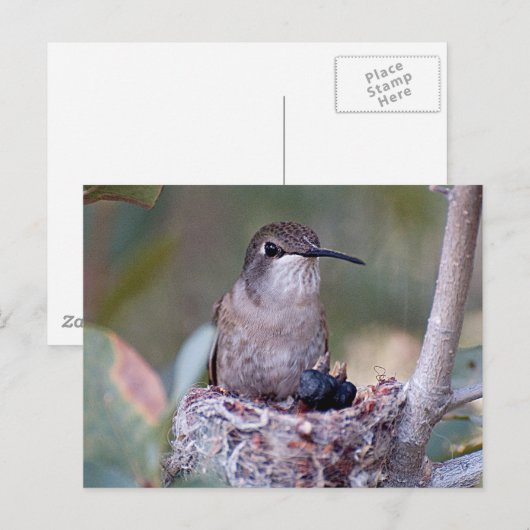 Hummingbird Babys 2 Postkarte (Vorne/Hinten)