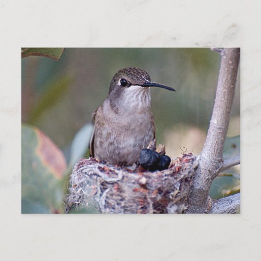 Hummingbird Babys 2 Postkarte (Vorderseite)