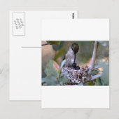 Hummingbird Babys Postkarte (Vorne/Hinten)