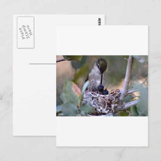 Hummingbird Babys Postkarte (Vorne/Hinten)