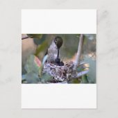 Hummingbird Babys Postkarte (Vorderseite)