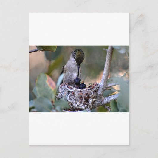 Hummingbird Babys Postkarte (Vorderseite)
