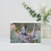 Hummingbird Babys Postkarte (Stehend Vorderseite)