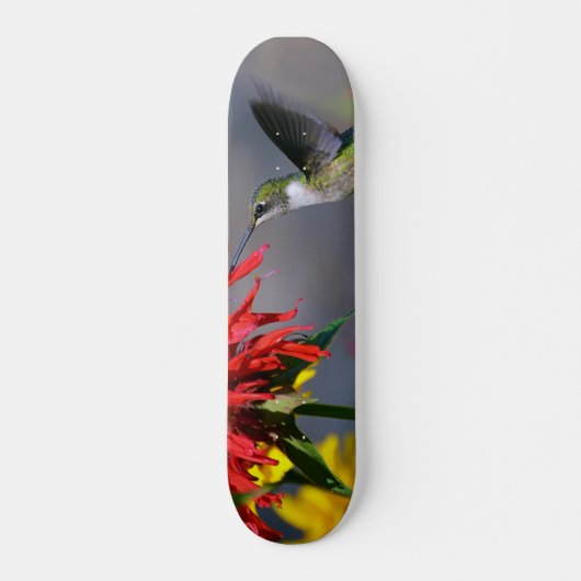 Hummingbird Beauty Skateboard (Vorne)