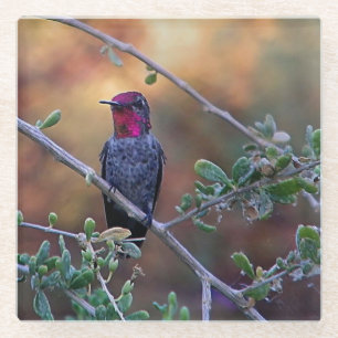 Hummingbird bei Sonnenuntergang Glasuntersetzer