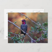 Hummingbird bei Sonnenuntergang nach Karte (Vorne/Hinten)