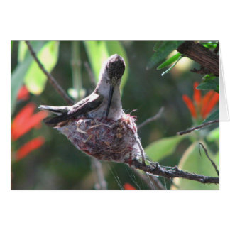 Hummingbird bereitet ihr Nest vor