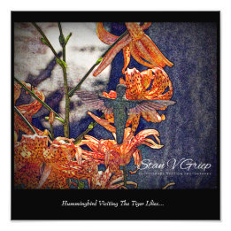 Hummingbird Besuchen Sie die Tiger Lilies Mauer Fotodruck