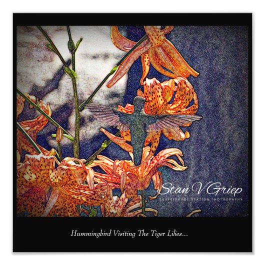 Hummingbird Besuchen Sie die Tiger Lilies Mauer Fotodruck (Vorne)