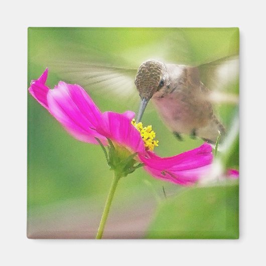 Hummingbird Bird Animal Wildlife Floral Magnet (Vorne)