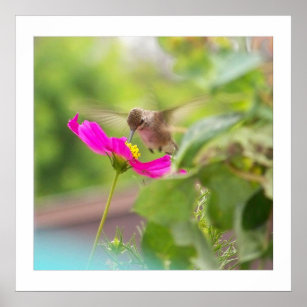 Hummingbird Bird Animal Wildlife Floral Poster
