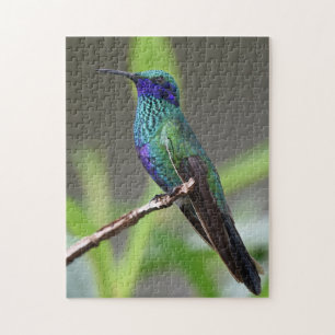 Hummingbird Bird Perched Beak Feathers Puzzle