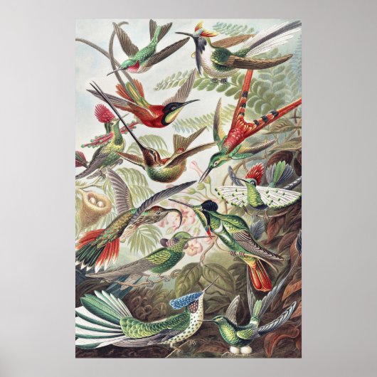 Hummingbird Bird Wildlife Classic Malerei Poster (Vorne)