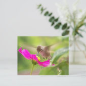 Hummingbird Bird Wildlife Postkarte (Stehend Vorderseite)