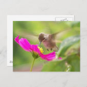 Hummingbird Bird Wildlife Postkarte (Vorne/Hinten)