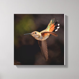 Hummingbird Canvas Print Leinwanddruck