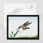 Hummingbird Card Gerahmt Postkarte (Vorne/Hinten)