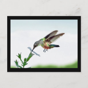 Hummingbird Card Gerahmt Postkarte