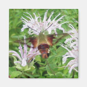 Hummingbird Clear Wing Moth Coordinated Items Magnet