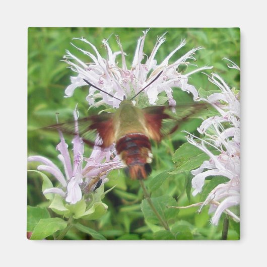 Hummingbird Clear Wing Moth Coordinated Items Magnet (Vorne)