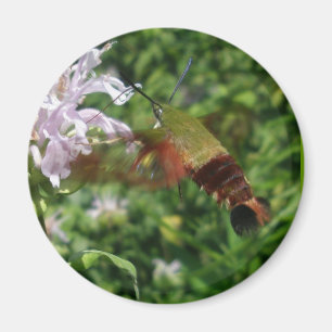Hummingbird Clear Wing Moth Coordinated Items Magnet