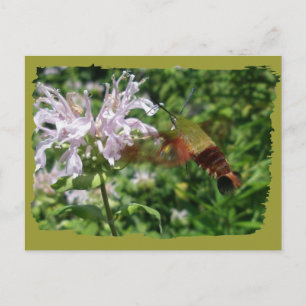 Hummingbird Clear Wing Moth Coordinated Items Postkarte