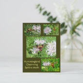 Hummingbird Clear Wing Moth Coordinated Items Postkarte (Stehend Vorderseite)