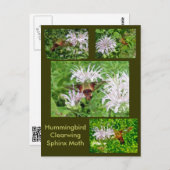 Hummingbird Clear Wing Moth Coordinated Items Postkarte (Vorne/Hinten)