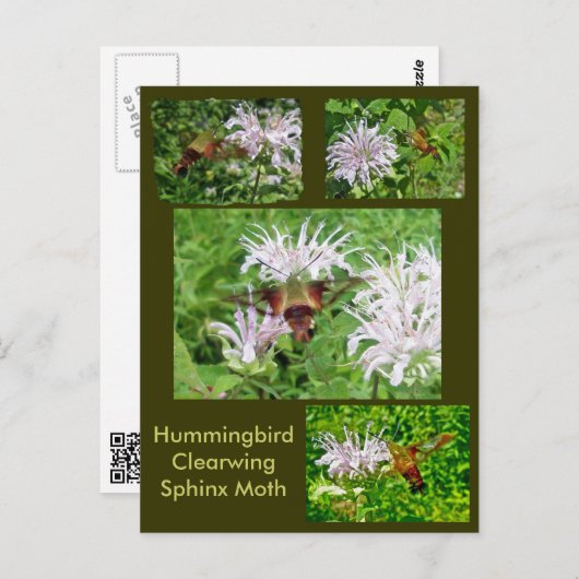 Hummingbird Clear Wing Moth Coordinated Items Postkarte (Vorne/Hinten)