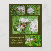 Hummingbird Clear Wing Moth Coordinated Items Postkarte (Vorderseite)