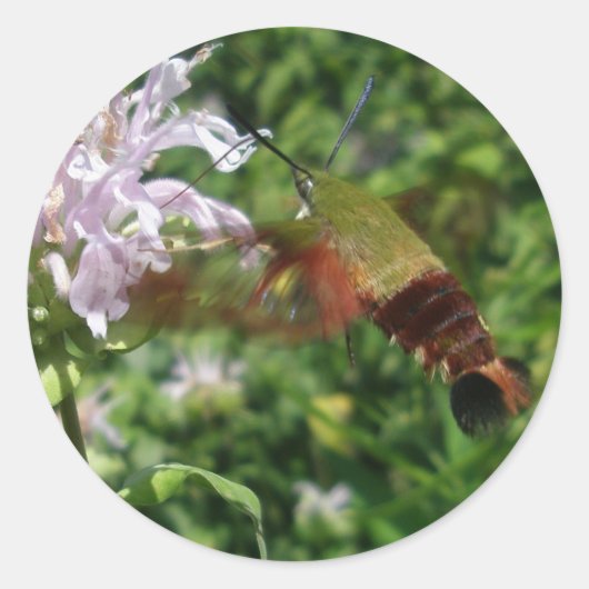 Hummingbird Clear Wing Moth Coordinated Items Runder Aufkleber (Vorderseite)
