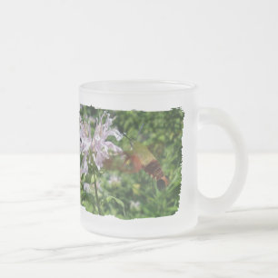 Hummingbird Clear Wing Moth on Monarda Mattglastasse